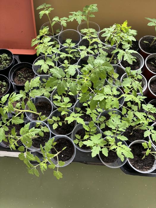 Messengercreation373DA45E-C99E-4FB5-93B6-AEB0D9115F00