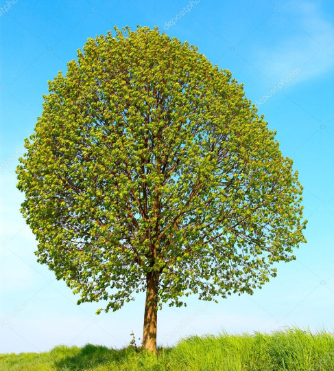 Strom našich zážitkov