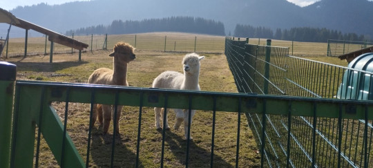 Exkurzia na salaši Syrex v Zázrivej