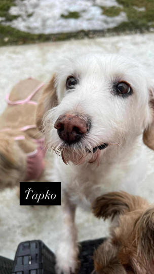 Psí seniori opustení a odkázaní na pomoc iných